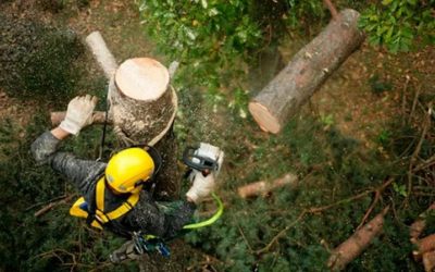 Спил и вырубка аварийных деревьев, кронирование - Сургут, цены, предложения специалистов