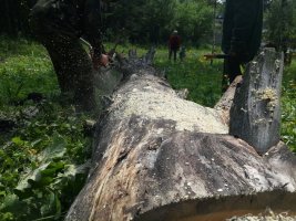 Спил и вырубка деревьев, корчевание пней стоимость услуг и где заказать - Нефтеюганск
